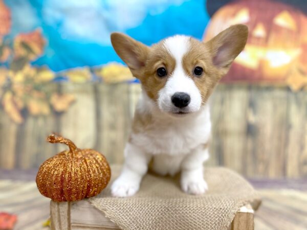 Pembroke Welsh Corgi DOG Female Sable / White 1244 Petland Grove City & Columbus, Ohio