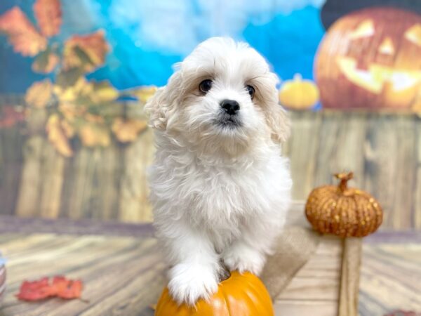 Teddy Bear-DOG-Male-Gold / White-1241-Petland Grove City