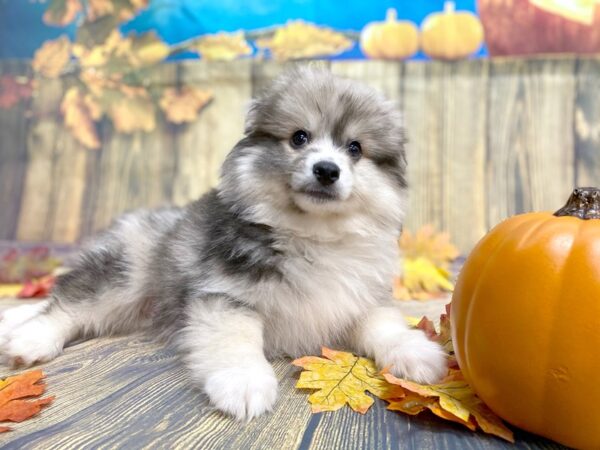 Pomsky 2nd Gen DOG Male Sable 1240 Petland Grove City & Columbus, Ohio