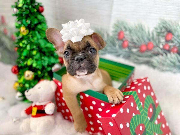 French Bulldog-DOG-Male-Red-1246-Petland Grove City & Columbus, Ohio