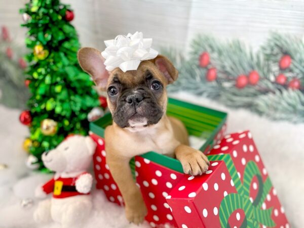 French Bulldog DOG Male Red 1246 Petland Grove City & Columbus, Ohio