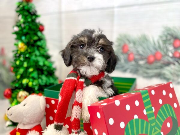 Cavanese DOG Male Black / White 1247 Petland Grove City & Columbus, Ohio