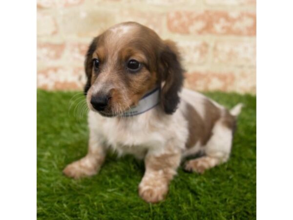 Dachshund DOG Female Wild Boar 1249 Petland Grove City & Columbus, Ohio