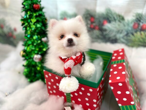 Pomeranian-DOG-Male-Cream-1243-Petland Grove City & Columbus, Ohio