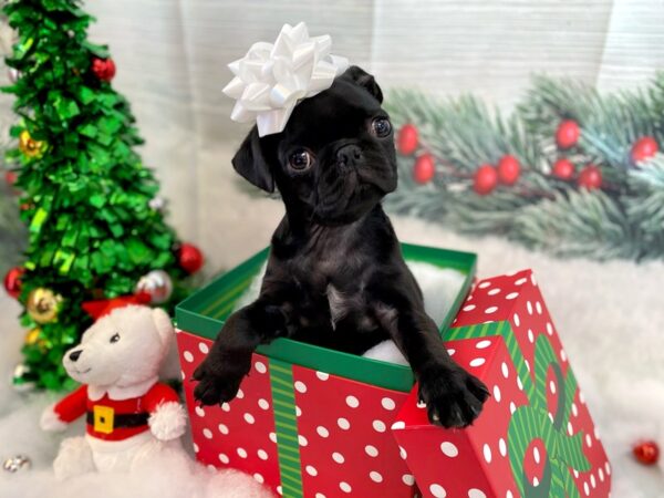 Pug DOG Female Black 1242 Petland Grove City & Columbus, Ohio