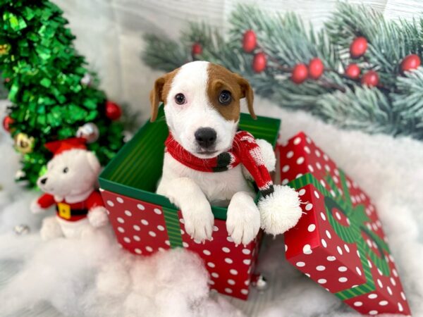 Jack Russell Terrier DOG Male Red / White 1239 Petland Grove City & Columbus, Ohio