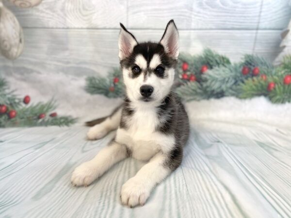 Siberian Husky DOG Male Black / White 1250 Petland Grove City & Columbus, Ohio