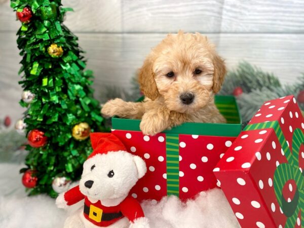 Poodle DOG Female Cream 1251 Petland Grove City & Columbus, Ohio