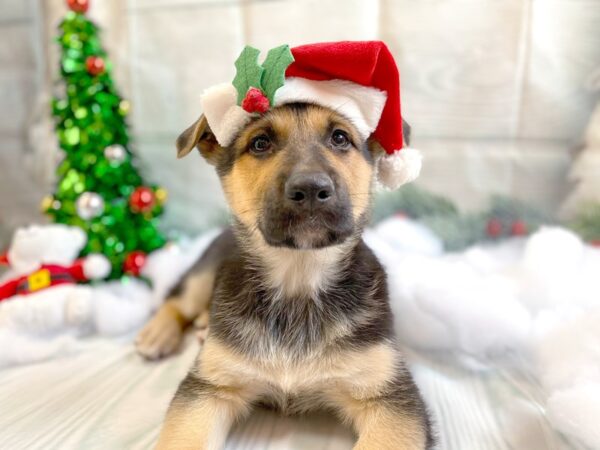 German Shepherd Dog DOG Male Black / Tan 1259 Petland Grove City & Columbus, Ohio