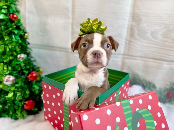 Boston Terrier DOG Male Seal / White 1258 Petland Grove City & Columbus, Ohio