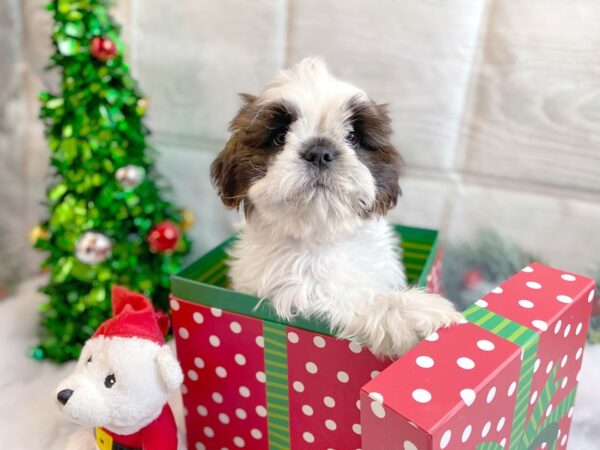 Shih Tzu-DOG-Male-Gold / White-1254-Petland Grove City & Columbus, Ohio