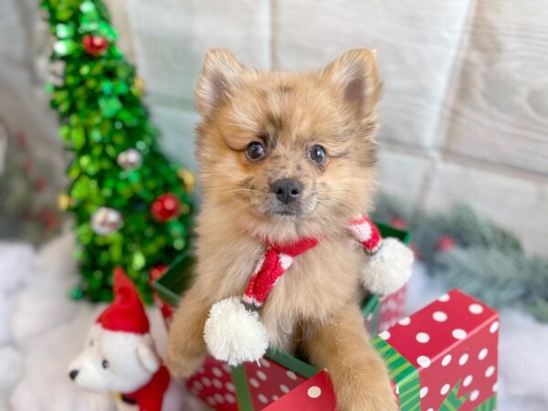 Pomeranian DOG Female Red Merle 1253 Petland Grove City & Columbus, Ohio