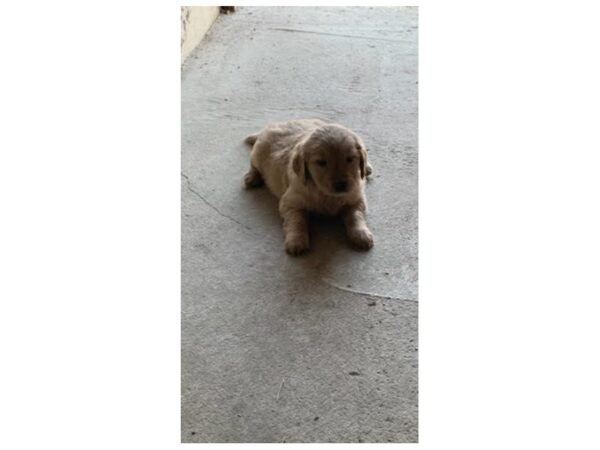 Golden Retriever-DOG-Female-Dark Golden-1266-Petland Grove City & Columbus, Ohio