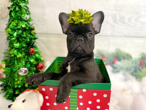 Frenchie DOG Male 1267 Petland Grove City & Columbus, Ohio