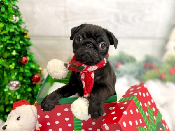 Pug DOG Male Black 1265 Petland Grove City & Columbus, Ohio