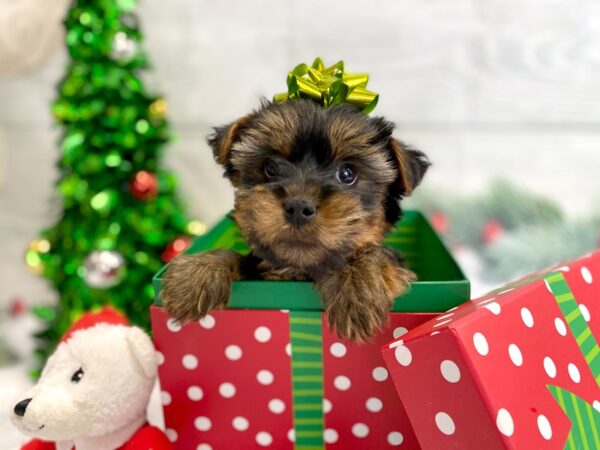 Yorkshire Terrier DOG Male Black / Tan 1264 Petland Grove City & Columbus, Ohio