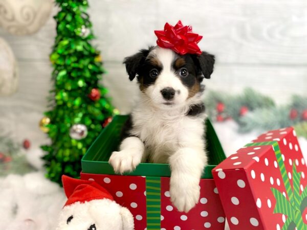 Miniature Australian Shepherd DOG Male Black White / Tan 1263 Petland Grove City & Columbus, Ohio