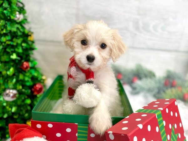 Bichapoo-DOG-Male-Cream / White-1262-Petland Grove City