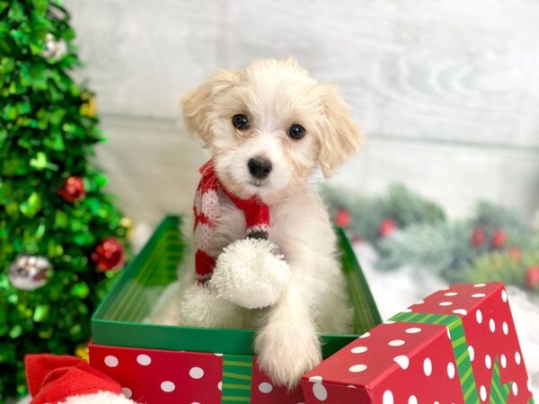 Bichapoo DOG Male Cream / White 1262 Petland Grove City & Columbus, Ohio