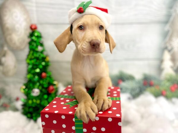 Labrador Retriever DOG Male Yellow 1261 Petland Grove City & Columbus, Ohio