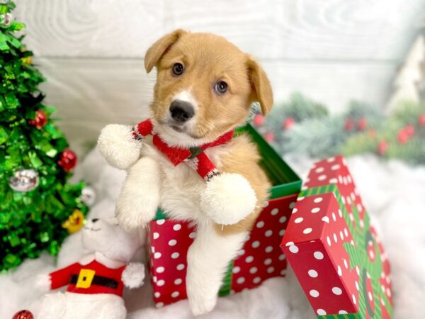 Pembroke Welsh Corgi-DOG-Male--1260-Petland Grove City