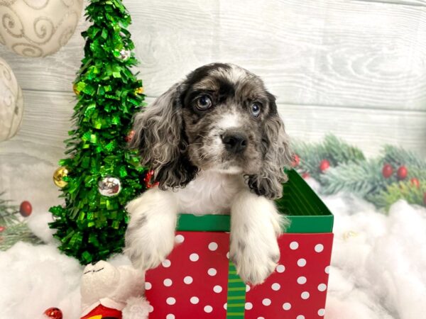 Cocker Spaniel-DOG-Female-Blue Roan-1252-Petland Grove City & Columbus, Ohio