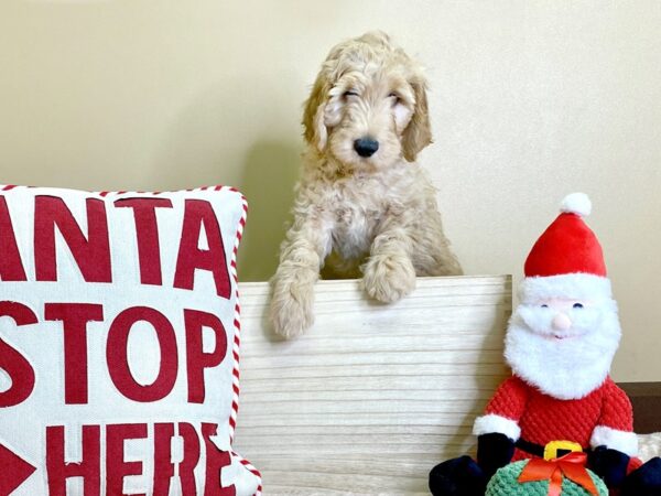 Goldendoodle-DOG-Male-golden-1278-Petland Grove City & Columbus, Ohio