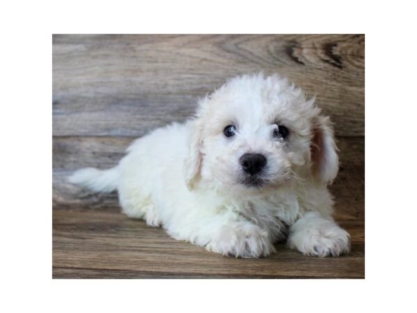 Bichon Frise DOG Female White 1280 Petland Grove City & Columbus, Ohio