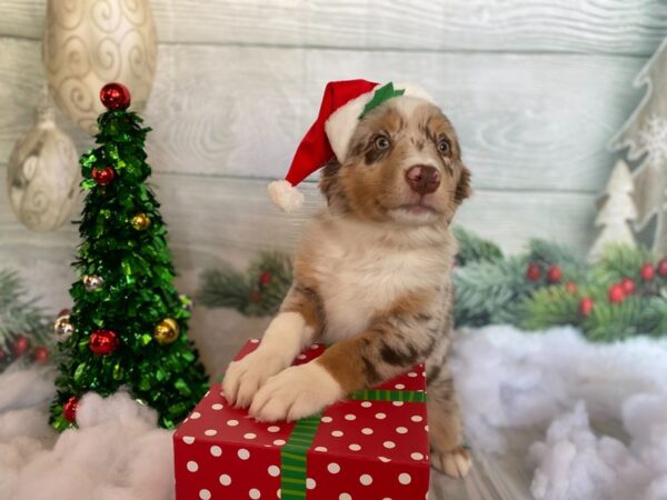 Australian Shepherd DOG Male Red Merle 1269 Petland Grove City & Columbus, Ohio