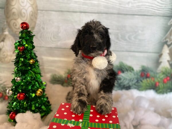 F2 STANDARD GOLDENDOODLE DOG Male Blue Merle 1270 Petland Grove City & Columbus, Ohio