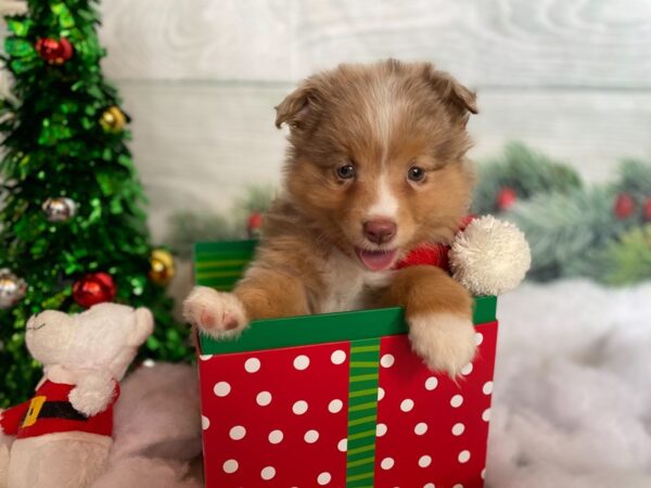 Mini Aussie DOG Male RED MERLE 1271 Petland Grove City & Columbus, Ohio