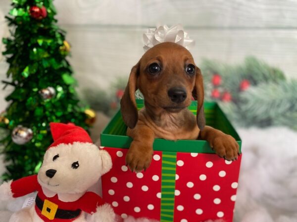 Dachshund-DOG-Female-BRINDLE-1272-Petland Grove City & Columbus, Ohio