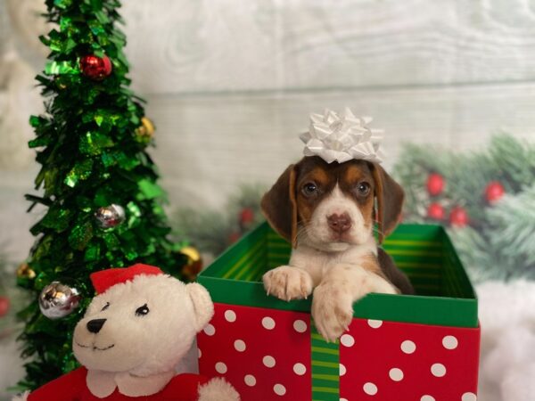 Beagle-DOG-Female-Chocolate White Tan-1276-Petland Grove City & Columbus, Ohio