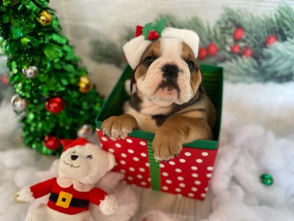 Bulldog DOG Male Red / White 1273 Petland Grove City & Columbus, Ohio