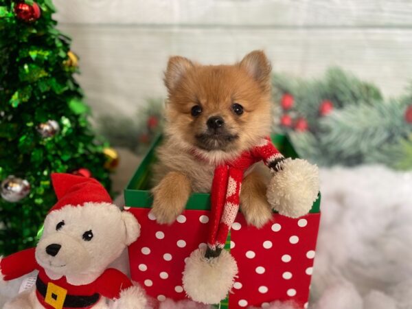 Pomeranian DOG Male Orange Sable 1277 Petland Grove City & Columbus, Ohio