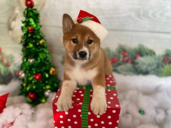 Shiba Inu-DOG-Female-Red Sesame-1275-Petland Grove City