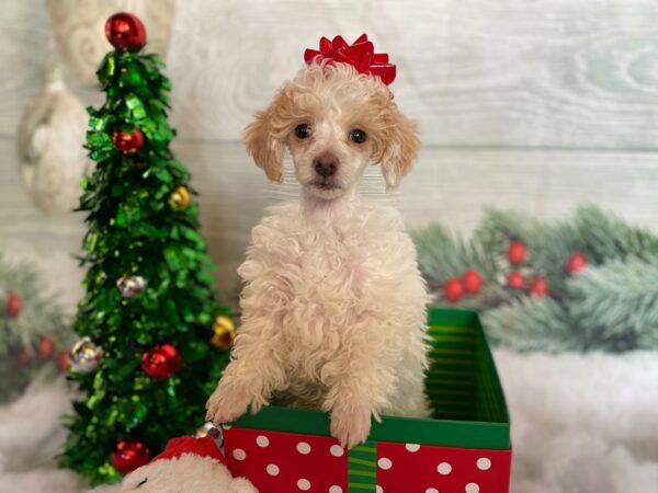 Poodle DOG Female Apricot 1274 Petland Grove City & Columbus, Ohio