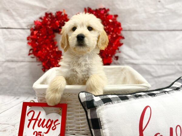 Goldendoodle DOG Female Golden 1287 Petland Grove City & Columbus, Ohio