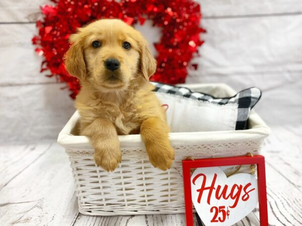 Golden Retriever DOG Female Golden 1286 Petland Grove City