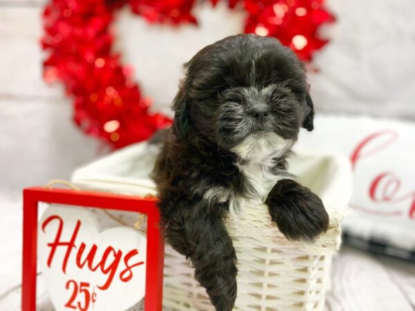 ShizaPoo-DOG-Female-Black-1285-Petland Grove City & Columbus, Ohio