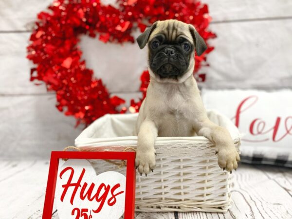 Pug-DOG-Male-Fawn-1284-Petland Grove City & Columbus, Ohio