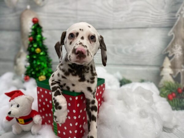 Dalmatian DOG Male White / Black 1283 Petland Grove City & Columbus, Ohio