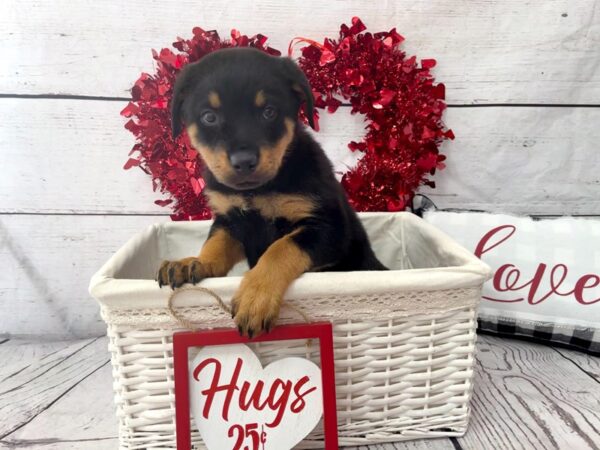 Rottweiler-DOG-Female--1294-Petland Grove City & Columbus, Ohio