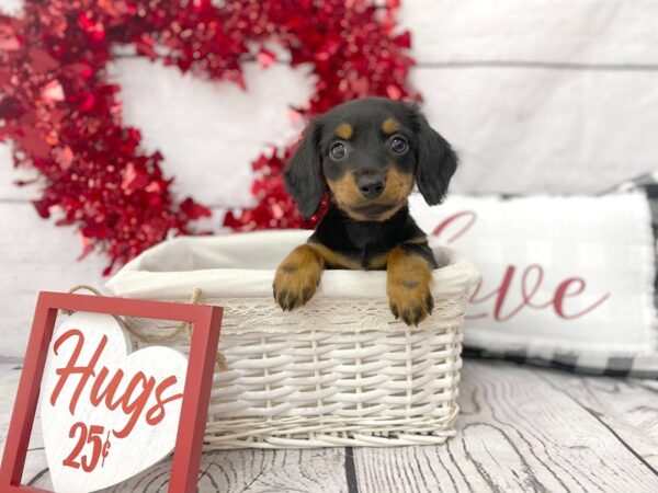 Dachshund DOG Female 1288 Petland Grove City & Columbus, Ohio