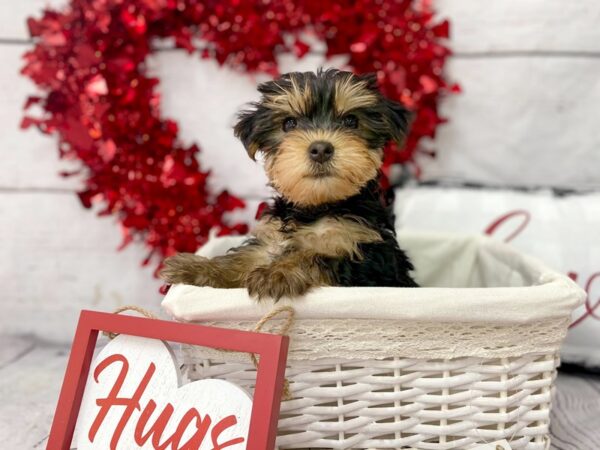 Yorkshire Terrier DOG Female Black / Tan 1290 Petland Grove City & Columbus, Ohio