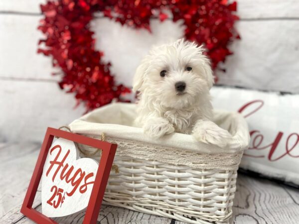 Maltese DOG Male White 1291 Petland Grove City & Columbus, Ohio