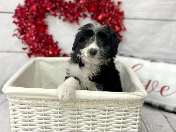 Miniature Australian Shepherd/Miniature Poodle-DOG-Male-Black / White-1292-Petland Grove City & Columbus, Ohio