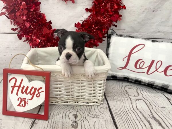 Boston Terrier-DOG-Male--1293-Petland Grove City & Columbus, Ohio