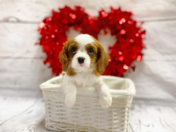 Cavalier King Charles Spaniel-DOG-Female-Blenheim-1297-Petland Grove City & Columbus, Ohio