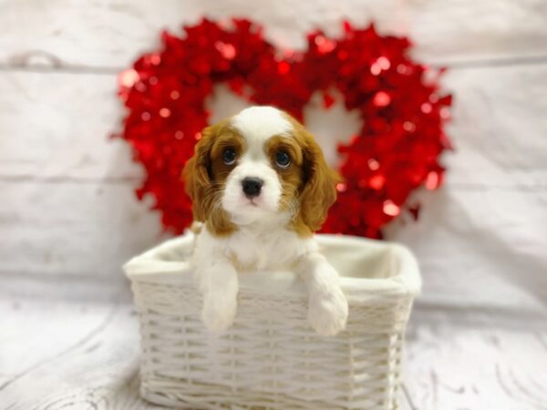 Cavalier King Charles Spaniel DOG Female Blenheim 1297 Petland Grove City & Columbus, Ohio